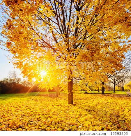 Sunny autumn foliage 16593803