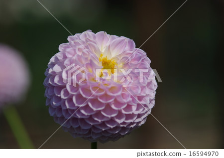 Dahlia of Gunma Flower Park Dahlia of Gunma Flower Park 16594970