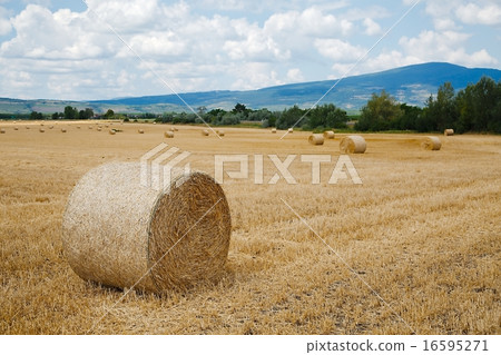 Agriculture 16595271