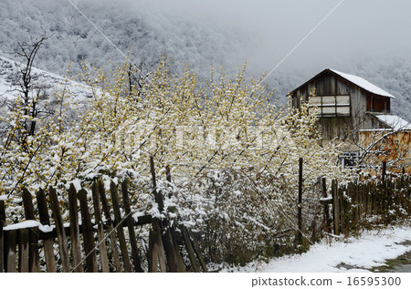 Abandoned wooden house with old fence,winter,Armen Abandoned wooden house with old fence,winter,Armen 16595300