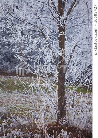 Winter tree Winter tree 16595427