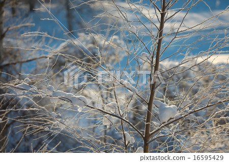 Winter tree Winter tree 16595429