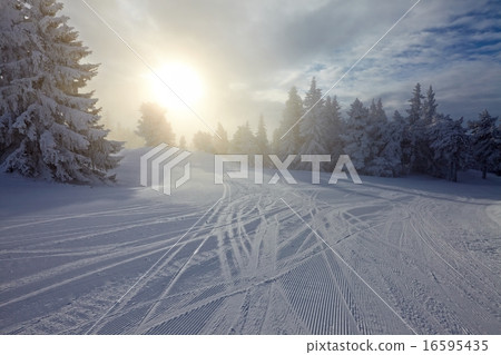 Winter forest 16595435