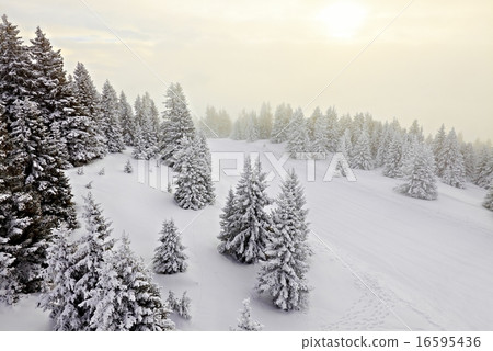 Winter forest 16595436