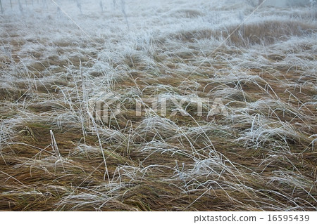 Winter field 16595439