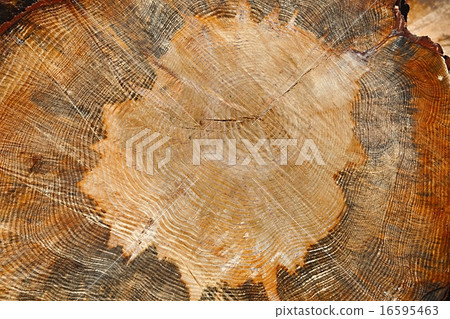 Tree trunk Tree trunk 16595463