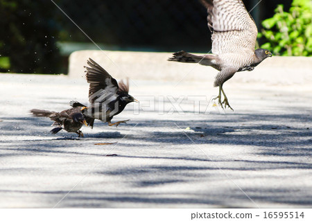 Tsumi VS Mukudori 16595514