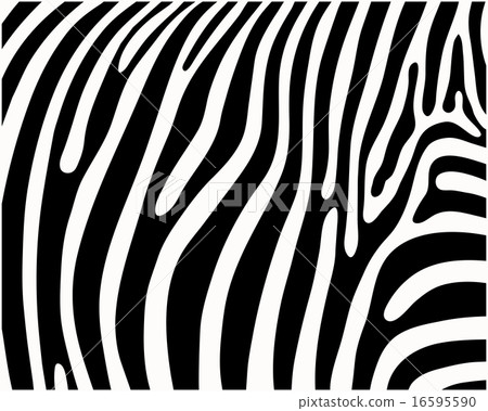zebra zebra 16595590
