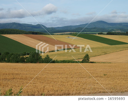 Biei no Oka 16595693