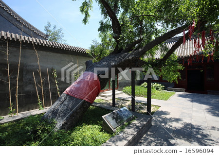 Beijing Bungeo period shrine jujubei tree 16596094