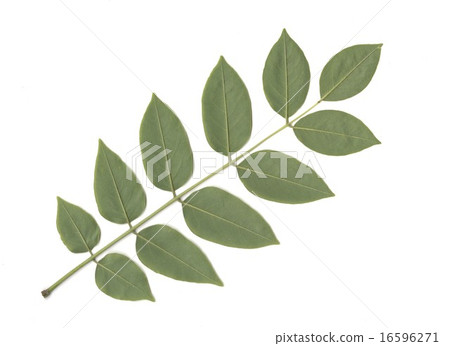 Leaves on the leaves of Inuenju Leaves on the leaves of Inuenju 16596271