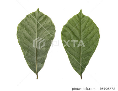Kitakobushi的葉子 16596278