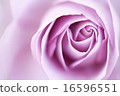 rose	 16596551