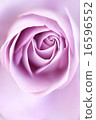 rose	 16596552