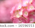 rose	 16596553