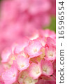 rose	 16596554