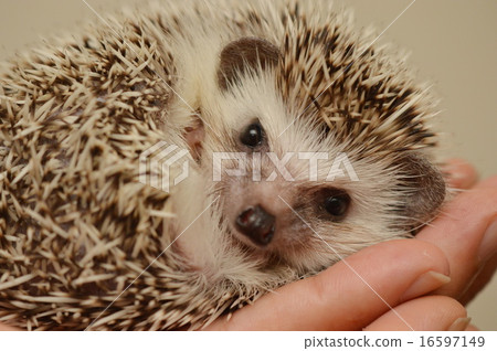 Hello!! Hello!! 16597149