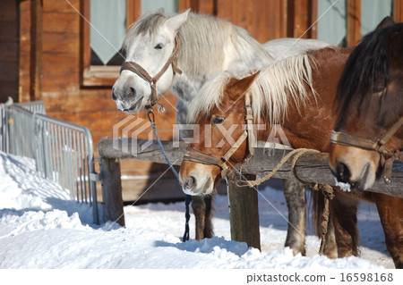 Horse on a farm 16598168