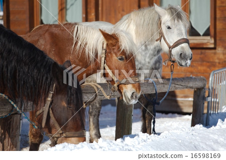 Horse on a farm 16598169