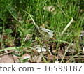 Tiger clip 16598187
