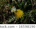 Tiger clip 16598190