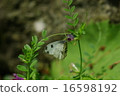 Tiger clip 16598192