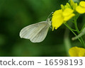 Pimpsidae 16598193