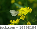 Pimpsidae 16598194