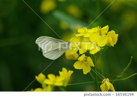 Pimpsidae Pimpsidae 16598194