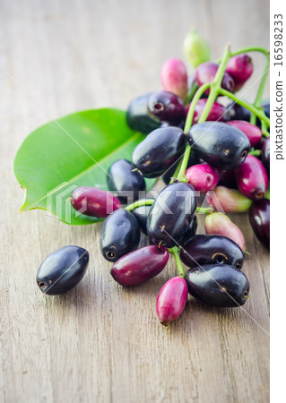 Jambolan plum, Java plum (Syzygium cumini) 16598233