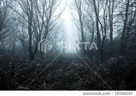 Foggy Winter 16598287