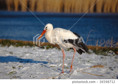 Stork in Winter 16598712