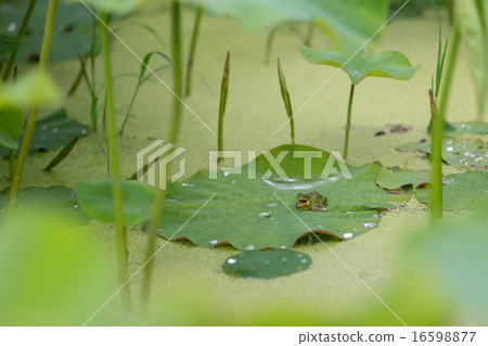 Frog that yawns with lotus leaves 16598877