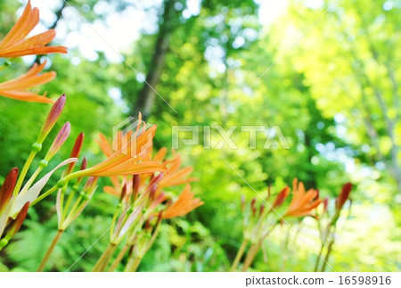 狐狸騎手 狐狸騎手 16598916