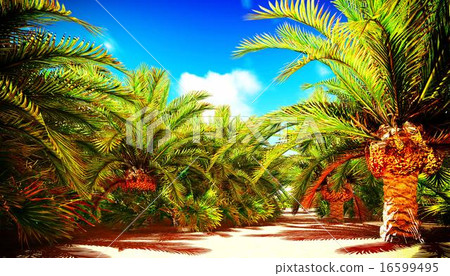 African oasis African oasis 16599495