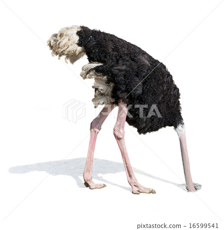ostrich burying head in sand ignoring problems ostrich burying head in sand ignoring problems 16599541