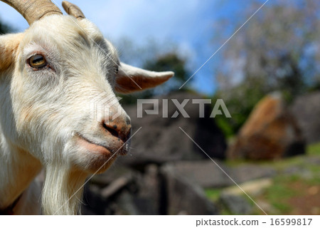 The profile of a governing goat with something dignified 16599817