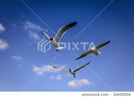 Laughing Gulls Laughing Gulls 16600008