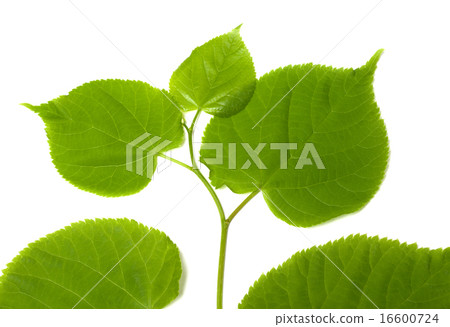 Spring sprig of linden-tree Spring sprig of linden-tree 16600724