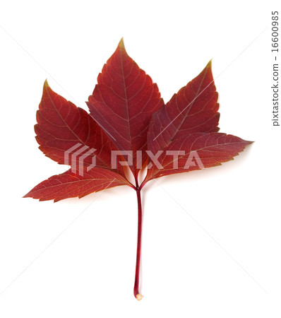 Dark-red autum virginia creeper leaf 16600985