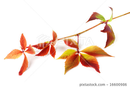 Multicolor autumnal grapes leaves 16600986