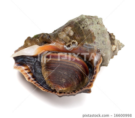 Veined rapa whelk on white background Veined rapa whelk on white background 16600998