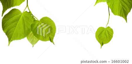 Spring tilia leaves isolated on white background 16601002