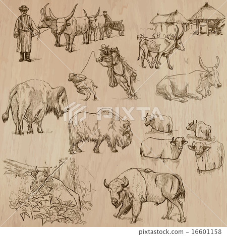 Cows and Cattle - Hand drawn vector pack 16601158