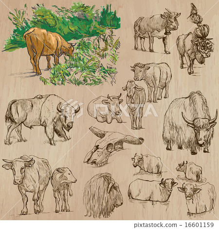 Cows and Cattle - Hand drawn vector pack Cows and Cattle - Hand drawn vector pack 16601159