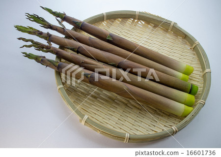 薄竹筍 16601736