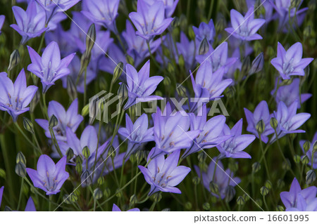 Himeagapansasu in full bloom 16601995