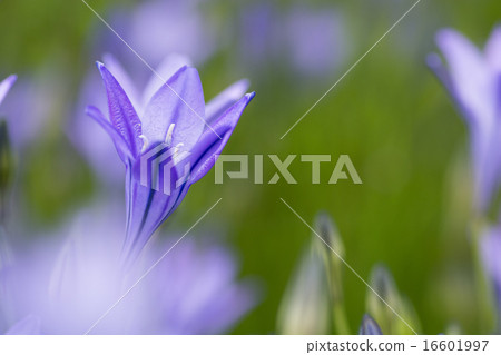 Himeagapansasu in full bloom 16601997