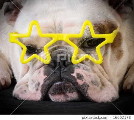 famous dog famous dog 16602178