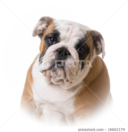 bulldog puppy portrait 16602179